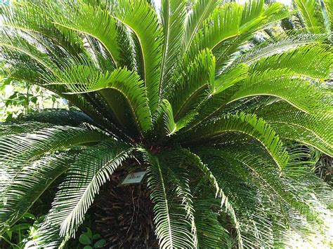 鐵樹 蕨類|蘇鐵 Cycas revoluta Thunb